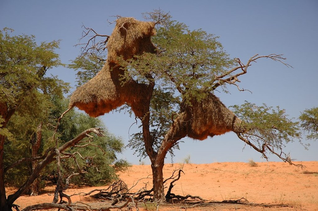 277   Gniazda Wikłaczy, Namibia